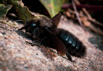 Macro view of a small black carpenter bee Xylocopa valga crawling on the ground
