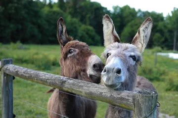 Fotobehang Two Silly Donkeys Gossiping © Brent Davis/Wirestock Creators