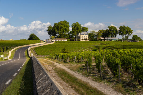 Typical vineyards near Chateau Pichon Longueville Comtesse de Lalande, Bordeaux, Aquitaine, France