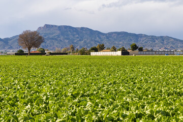 Fototapeta na wymiar Large agriculture field with iceberg lettuce production in Murcia region in Spain