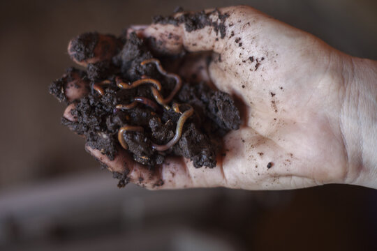 Handful of soil with worms