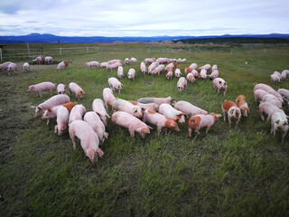 Herd of pigs on the pasture under a cloudy sky © Grafolini/Wirestock Creators