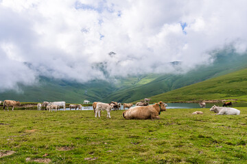 Herd of cows in the mountains