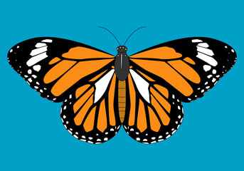 Mariposa  monarca naranja, negra y blanca sobre cielo azul