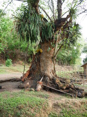 jackfruit tree