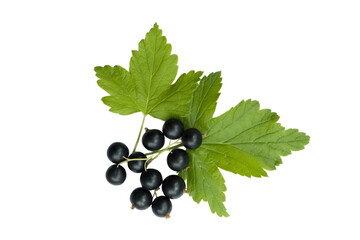 Black currant leaves with berries on a white background , isolate