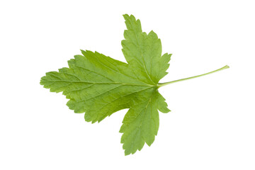 Currant leaf on a white background , isolate