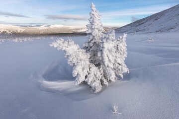 snow covered trees