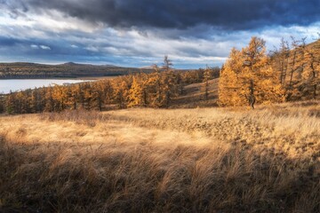 autumn in the forest