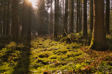 Scenic view of sunrays in the German Black Forest