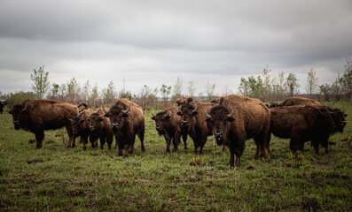 Herd of brown bisons grazing in the green field under the gloomy sky © Scott Johnsen/Wirestock Creators