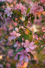 Fototapeta na wymiar Spring garden with pink bloom almond tree in sunset. Close up photo