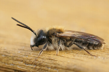 Closeup on a male Early mining bee, Andrena praecox sitting on a piece of wood