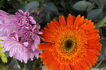 Closeup shot of a orange Gerbera flower with another pink flower