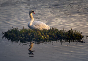 Closeup shot of white swal on grass in water