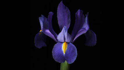 Closeup of a beautiful purple iris flower on a dark background