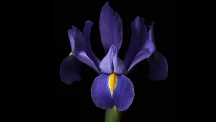 Schilderijen op glas Closeup of a beautiful purple iris flower on a dark background © Juan Pablo Vega/Wirestock Creators