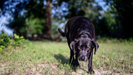 Black labrador retriever in a green forest