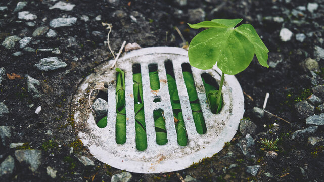 leaf on the ground