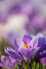 Vertical shot of purple crocuses on the blurry background