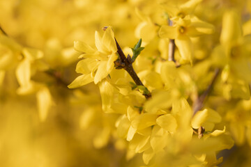 Closeup shot of blooming yellow tree branches - Powered by Adobe