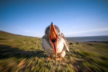 Closeup shot of a funny angry squawking bird on the Kerguelen Islands