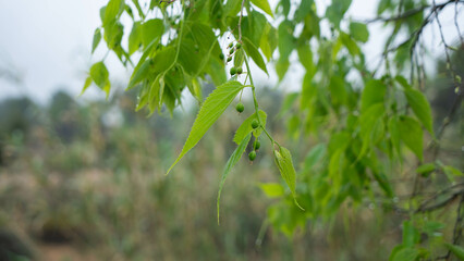 Rama de árbol después de la lluvia