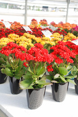 Kalanchoe plant with multicolor flowers, Kalanchoe blossfeldiana