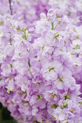 Matthiola incana flower, stock flowers, cut flowers in the nursery, full bloom