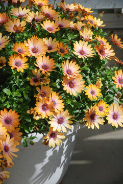 Light orange purple osteospermum or dimorphotheca flowers, salmon color flowers