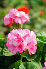 Pink Pelargonium - Geranium Flowers showing their lovely petal Detail in the garden