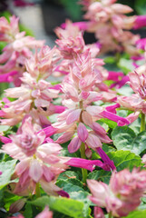 bicolor Salvia Splendens full bloom, pink flower plants in the black tray
