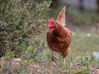 Farm hen in a meadow.