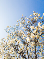 Beautiful flowers of white Magnolia kobus on the blue sky background, selective focus