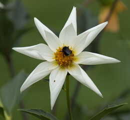 Closeup shot of a white star-shaped dahlia flower with a bug on its yellow pistil