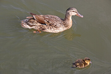 Duck and Duckling on a lake	