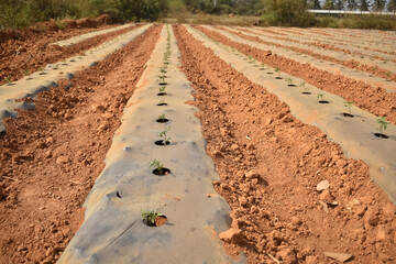 A Picture of a soil covered by plastic or mulching film in agriculture farm for Tomato farming.