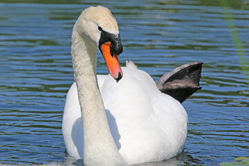 Swan swimming on a lake	