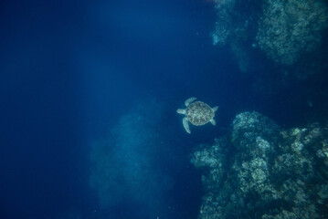 Scenic view of a turtle swimming in the blue waters of the seascape near corals