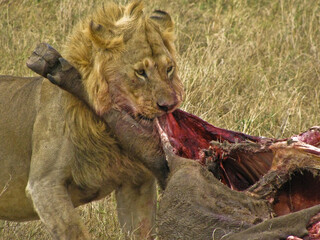 Lion eating his victim