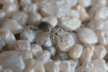 very young and small strawberry blossom weevil