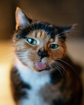 Portrait of a cute striped cat with green eyes