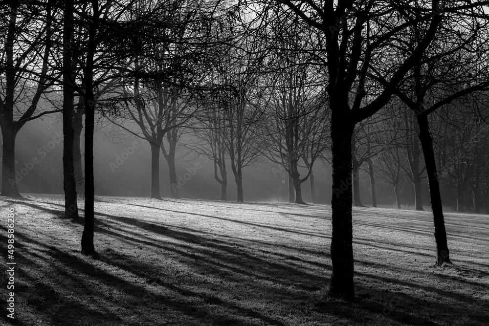 Poster grayscale dramatic view of sunbeams crossing between branches of leafless trees in the forest