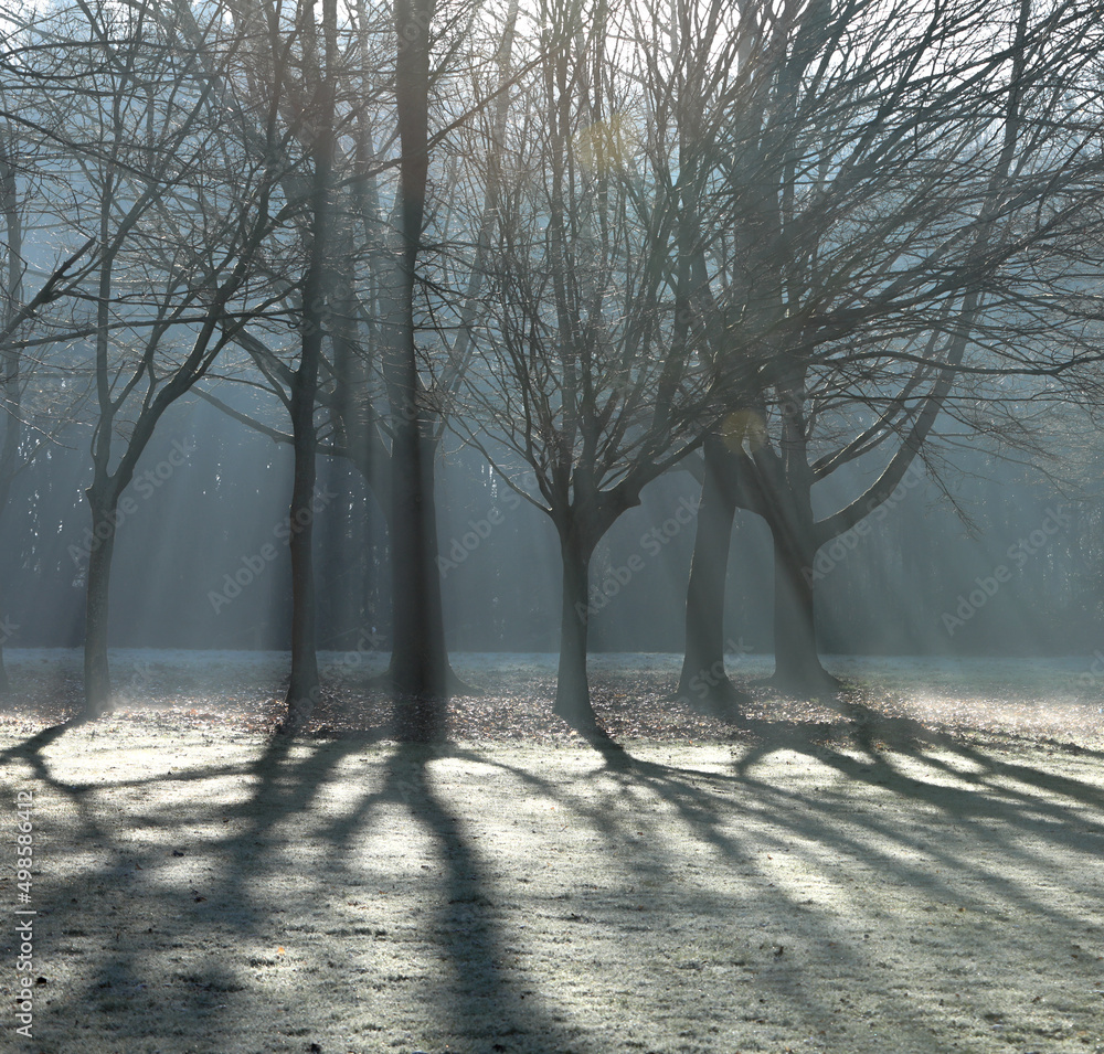 Poster dramatic view of sunbeams crossing between branches of leafless trees in the forest