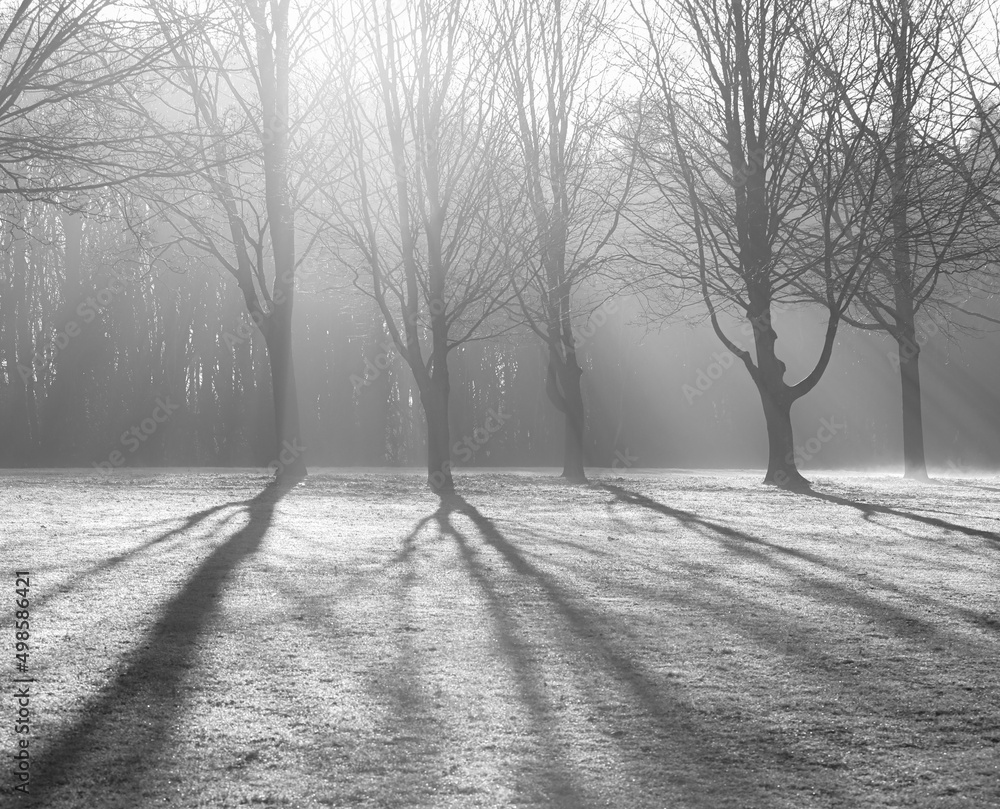 Poster grayscale dramatic view of sunbeams crossing between branches of leafless trees in the forest