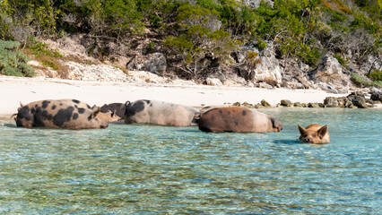 pigs in the ocean water sea sand animals