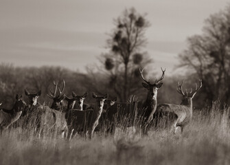 Grayscale of red deer group in the forest