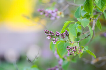Syringa plant in fool bloom. Purple Lilac flowers in spring park. 
