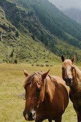 Selective focus shot of horses near the mountain