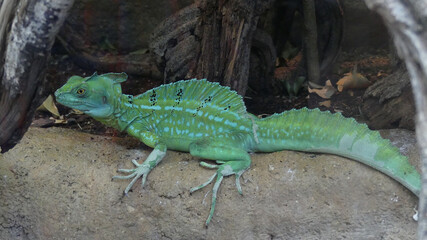 Common basilisk (Basiliscus basiliscus) in Frankfurt, Germany